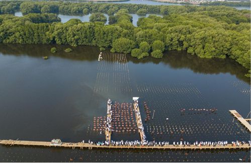 伊利助力印尼紅樹林生態保護項目,推動綠色可持續發展